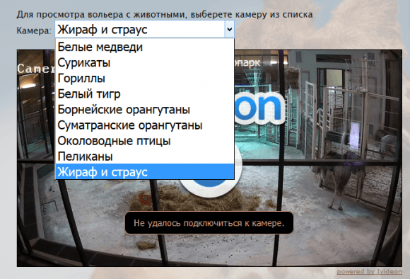 Онлайн-трансляция из вольеров жирафа, белого тигра и горилл стала доступна на сайте Московского зоопарка
