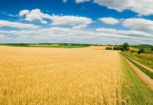 УрФУ и Cognitive Technologies подписали соглашение о работе над беспилотными машинами для сельского хозяйства сельское хозяйство агропромышленность поле пшеница