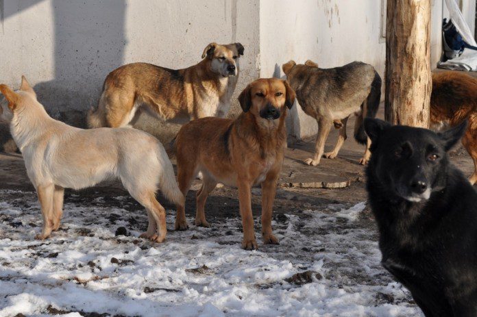 бродячие собаки