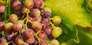 виноград органические продукты фрукты