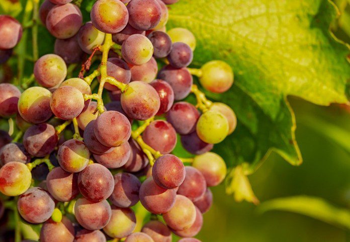 виноград органические продукты фрукты