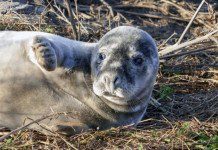 Дрон впервые использовали при подсчете тюленят у берегов Британии