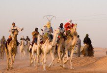 Алжир Африка верблюд