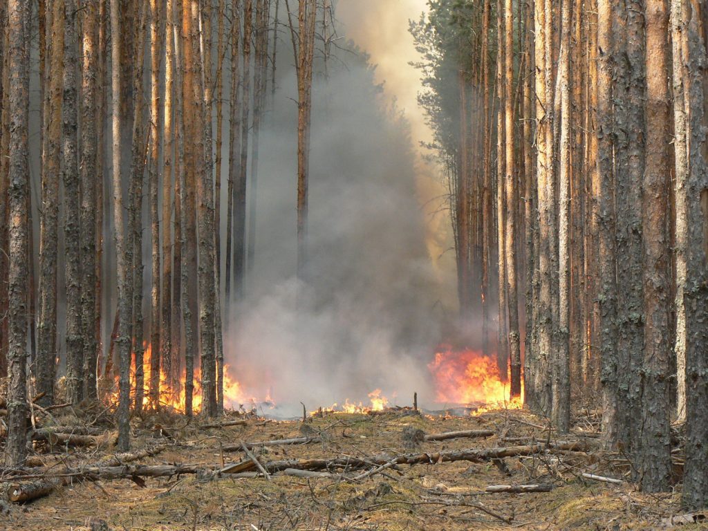 Лесные пожары. Пожар в лесу. Печные пожары. Природные пожары. Лесные пожары в России.