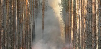 лесной пожар