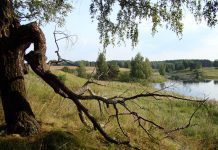 Владимир Путин поручил создать единую IT-систему лесного комплекса к 2023 году