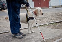 Инвалиды получат средства реабилитации по месту пребывания благодаря СМЭВ – постановление правительства Собака проводник поводырь
