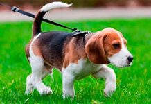 Суд в США не признал фамилии и адреса владельцев собак персональными данными