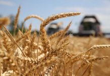 Подписано постановление о ФГИС прослеживаемости зерна