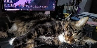 кот животное