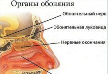 Китайские учёные разработали VR-интерфейс для передачи запахов – СМИ Органы обоняния