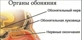 Органы обоняния