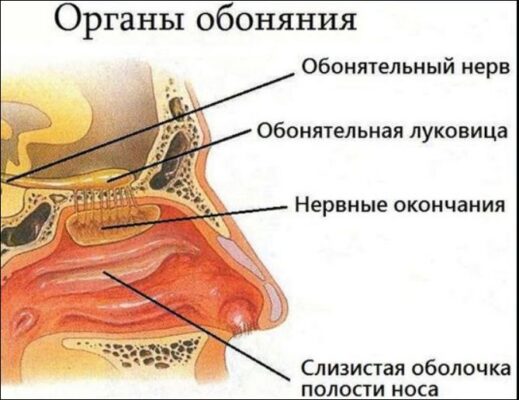 Если нет обоняния что. Нос обоняние. нос орган обоняния. орган обоняния рисунок. нос орган обоняния анатомия.