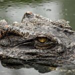 Запретить нельзя разрешить: как запрет использования iPhone помогает американским спецслужбам (обновлено)