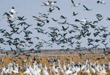 В Китае ИИ-систему использовали для наблюдения за экосистемой