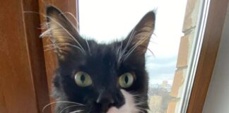 кот животное. Фото (с) Анастасия Костылева