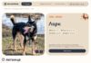 На mos.ru заработал сервис по выбору домашнего животного из приюта Скриншот сайта pets.mos.ru