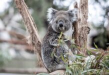 Фото (с) ffm.vic.gov.au