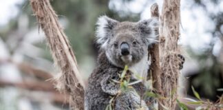 Фото (с) ffm.vic.gov.au