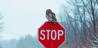 Фото (с) freepik