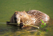 Фото (c) bikeraft.com