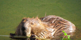 Фото (c) bikeraft.com