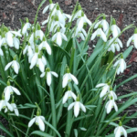 Подснежники апрель весна. Фото (с) Татьяна Барышева