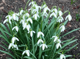 Подснежники апрель весна. Фото (с) Татьяна Барышева