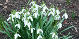 Подснежники апрель весна. Фото (с) Татьяна Барышева